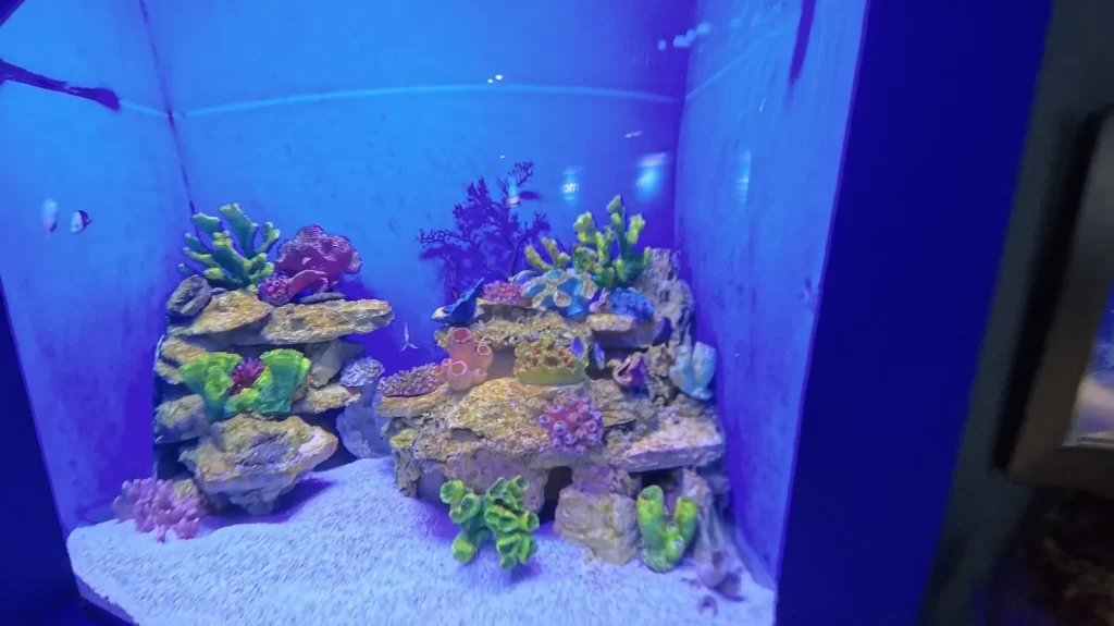 Colorful coral reef aquarium at Cebu Ocean Park