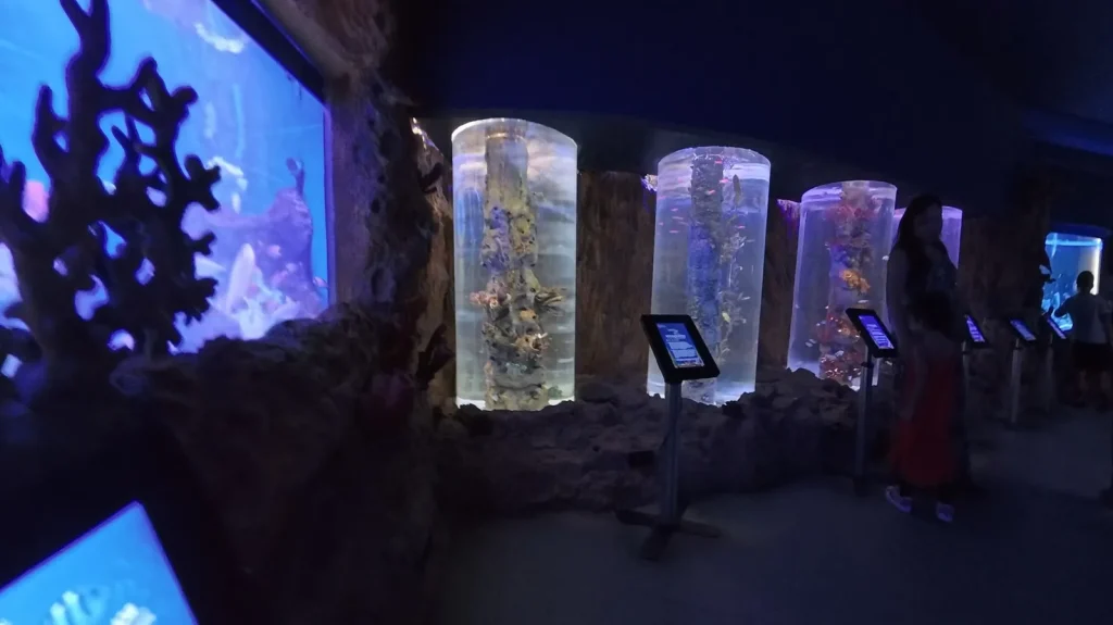 Cylinder coral tanks in the Seven Seas gallery at Cebu Ocean Park