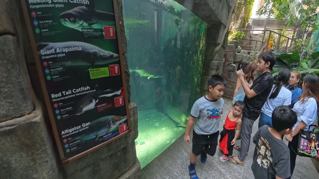 Kids looking at the giant arapaima tank at Cebu Ocean Park