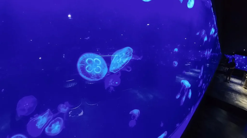 Moon jellyfish tank at Cebu Ocean Park