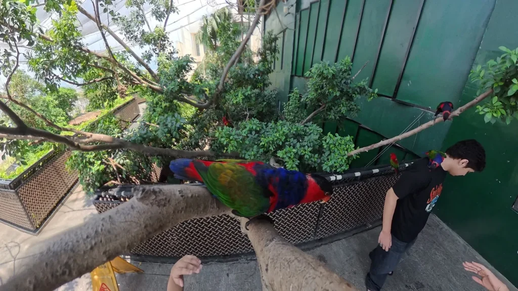 Colorful lorikeets in the bird aviary at Cebu Ocean Park