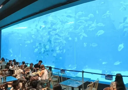 Giant main tank window at Cebu Ocean Park with schools of fish