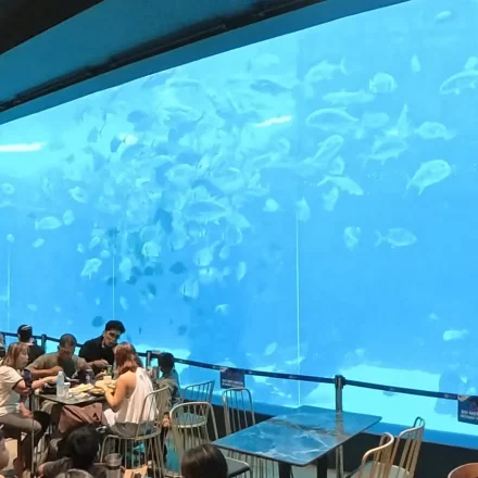 Giant main tank window at Cebu Ocean Park with schools of fish