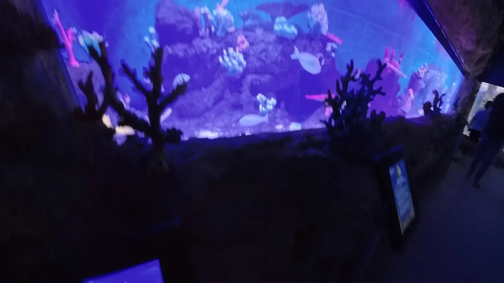 Coral reef tank in the Seven Seas gallery at Cebu Ocean Park